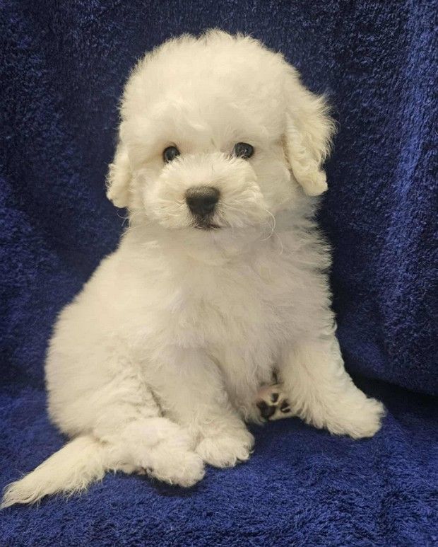 Du Domaine Des Peluches Blanches - Chiots disponibles - Bichon Frise